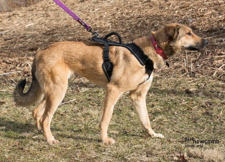 Gia, an adoptable Shepherd & Terrier Mix in Shorewood, IL_image-2