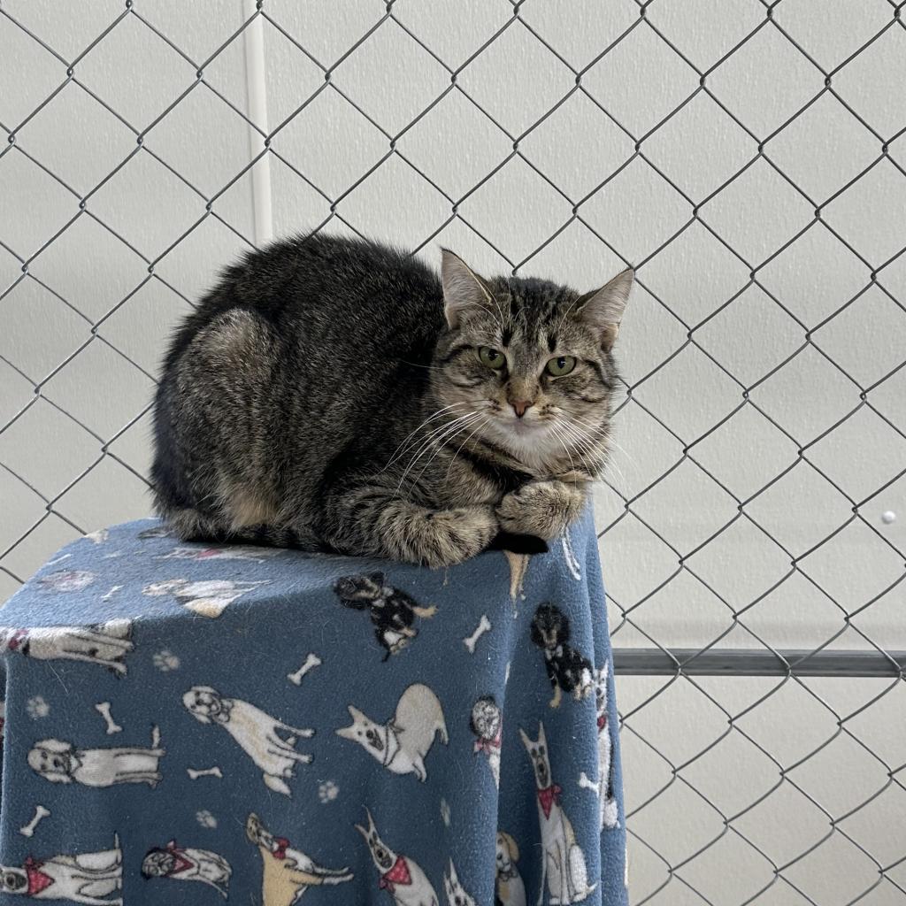 Coldstone, an adoptable Domestic Short Hair in East Smithfield , PA, 18817 | Photo Image 1