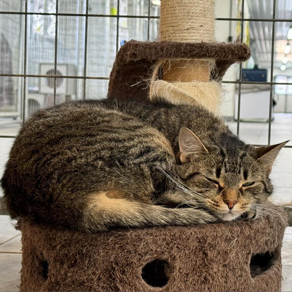 Coldstone, an adoptable Domestic Short Hair in East Smithfield , PA, 18817 | Photo Image 2