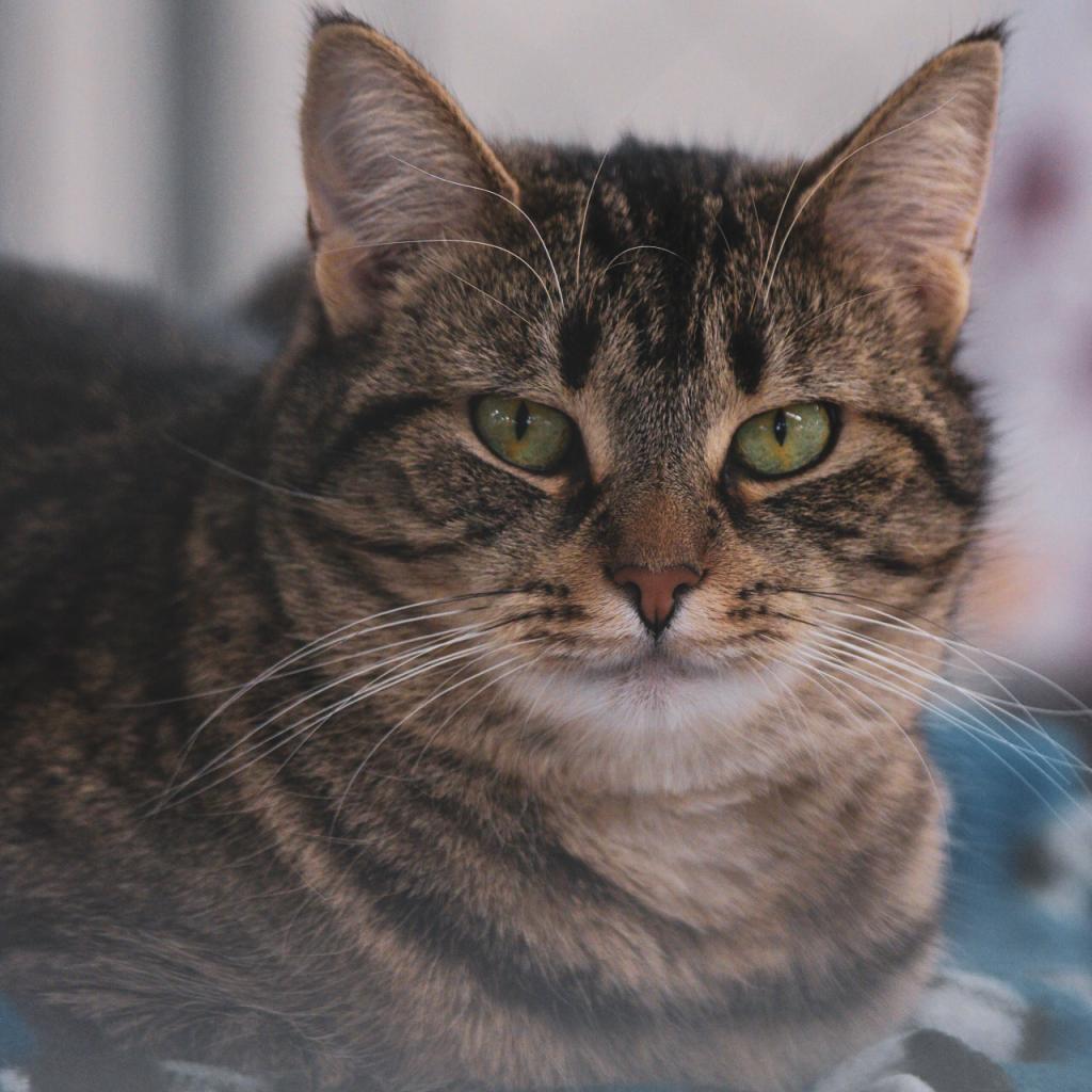 Coldstone, an adoptable Domestic Short Hair in East Smithfield , PA, 18817 | Photo Image 3