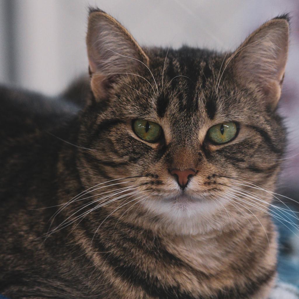 Coldstone, an adoptable Domestic Short Hair in East Smithfield , PA, 18817 | Photo Image 4