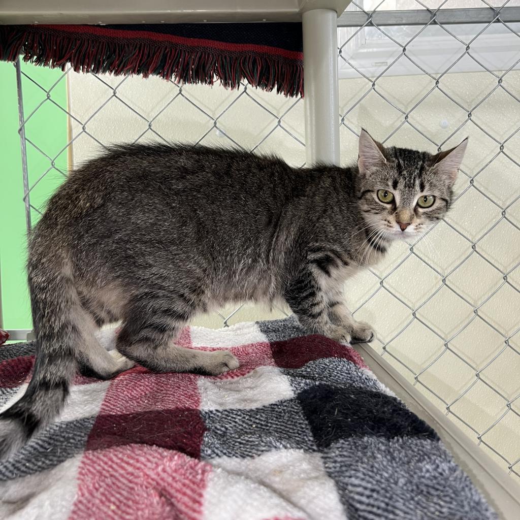 Coldstone, an adoptable Domestic Short Hair in East Smithfield , PA, 18817 | Photo Image 5