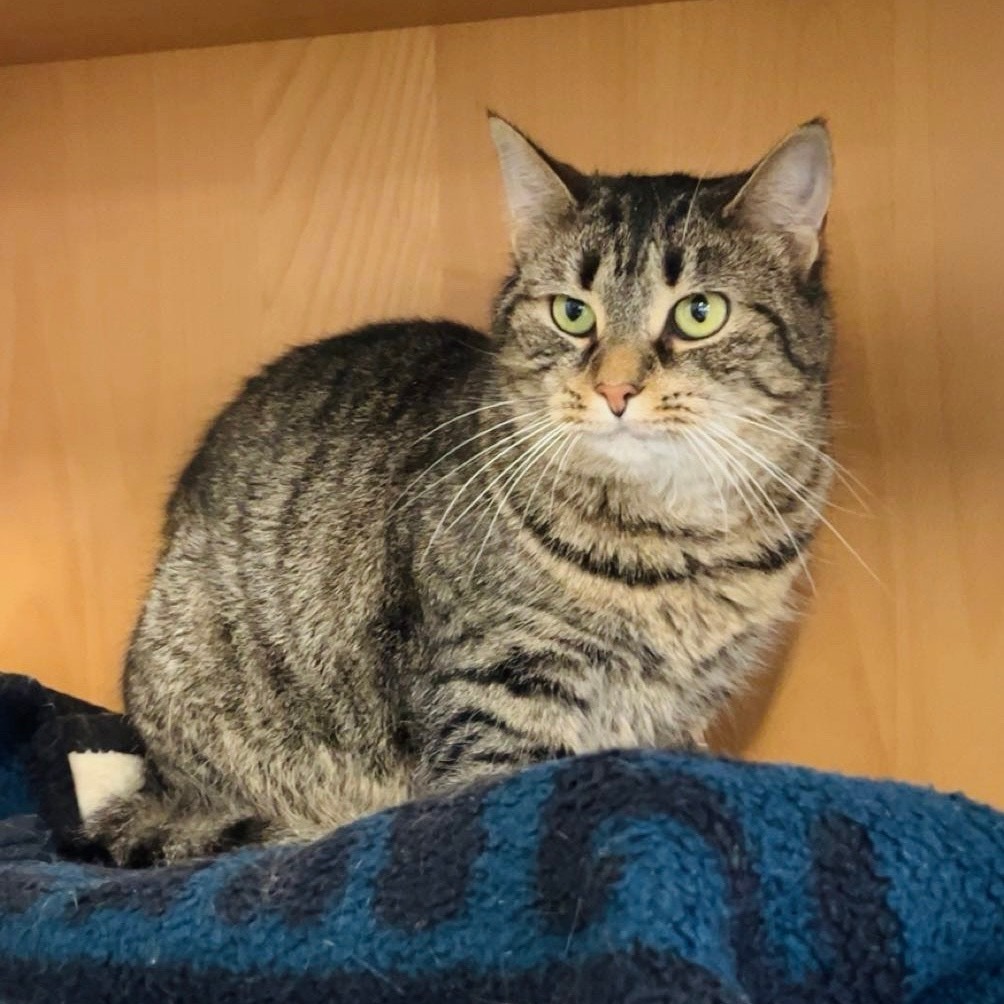 Coldstone, an adoptable Domestic Short Hair in East Smithfield , PA, 18817 | Photo Image 6