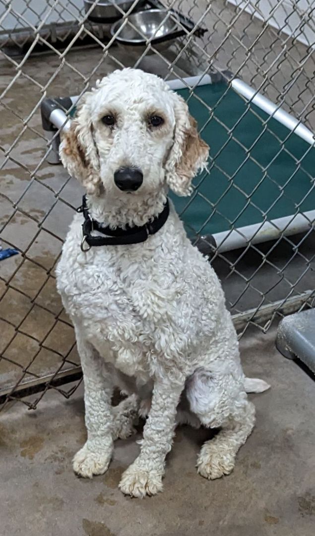 Prentiss, an adoptable Standard Poodle & English Springer Spaniel Mix in Neillsville, WI_image-1