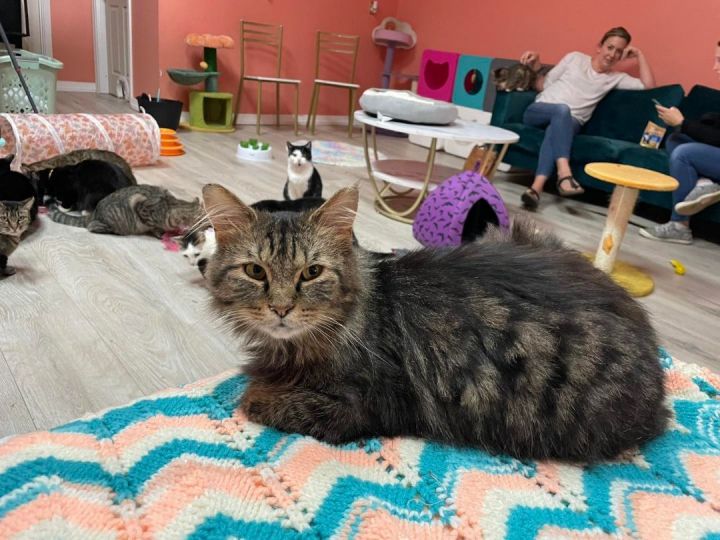 Akron cat lounge: Whiskers & Wine Cat Lounge opens in Akron