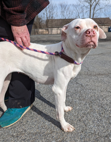 Jewel, an adoptable Boxer in New Windsor, NY, 12553 | Photo Image 2