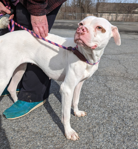 Jewel, an adoptable Boxer in New Windsor, NY, 12553 | Photo Image 3