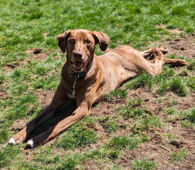 Catahoula leopard dog hot sale rhodesian ridgeback mix