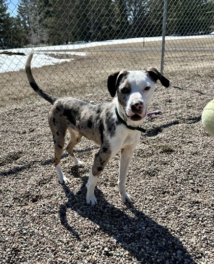Harold, an adoptable Catahoula Leopard Dog, Mixed Breed in Wisconsin Rapids, WI, 54494 | Photo Image 1