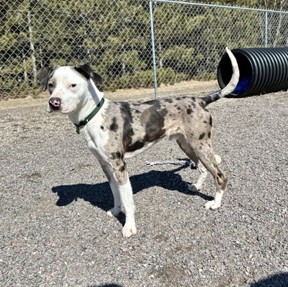 Harold, an adoptable Catahoula Leopard Dog, Mixed Breed in Wisconsin Rapids, WI, 54494 | Photo Image 3