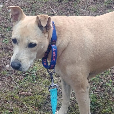 Angel, an adoptable Yellow Labrador Retriever, German Shepherd Dog in Allyn, WA, 98524 | Photo Image 3