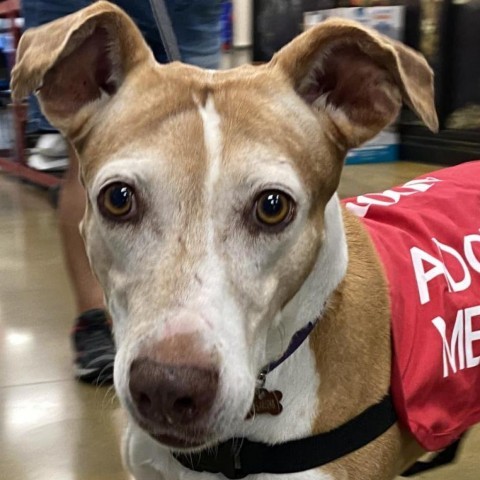 Hadlee, an adoptable Greyhound, Mixed Breed in Allyn, WA, 98524 | Photo Image 1