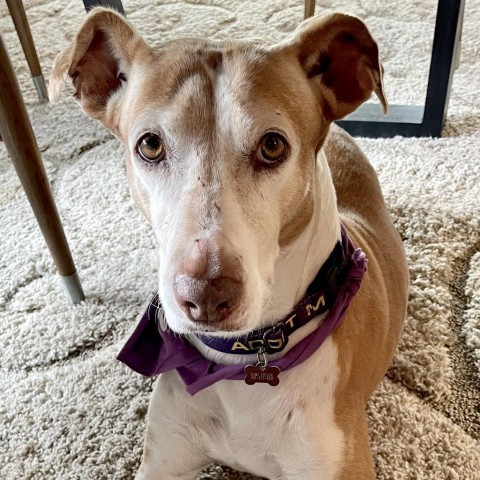 Hadlee, an adoptable Greyhound, Mixed Breed in Allyn, WA, 98524 | Photo Image 2