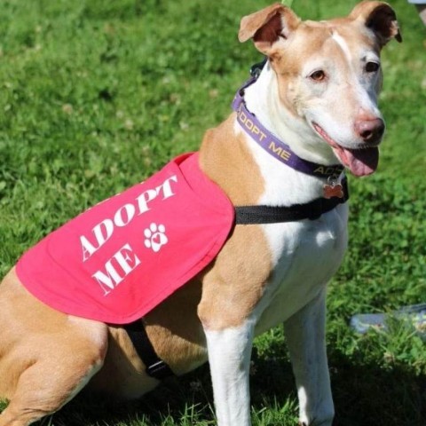Hadlee, an adoptable Greyhound, Mixed Breed in Allyn, WA, 98524 | Photo Image 3