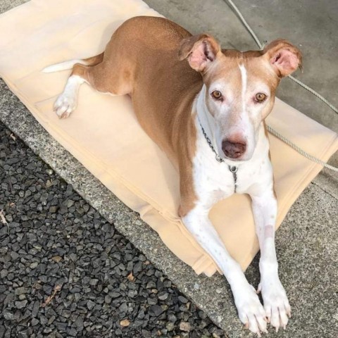 Hadlee, an adoptable Greyhound, Mixed Breed in Allyn, WA, 98524 | Photo Image 3