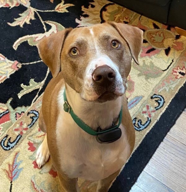 Honey  - Foster needed (currently in RI)