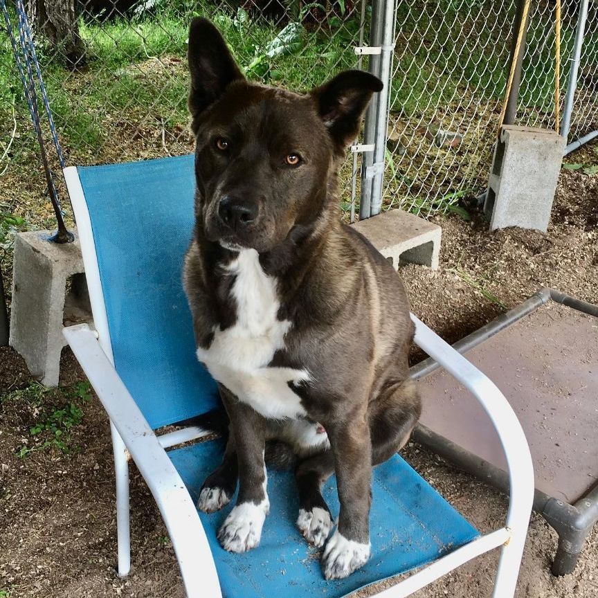 Trac, an adoptable Cattle Dog, Pit Bull Terrier in Sequim, WA, 98382 | Photo Image 2