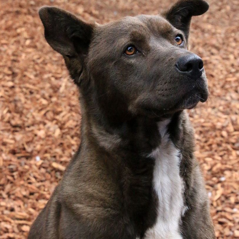 Trac, an adoptable Cattle Dog, Pit Bull Terrier in Sequim, WA, 98382 | Photo Image 1