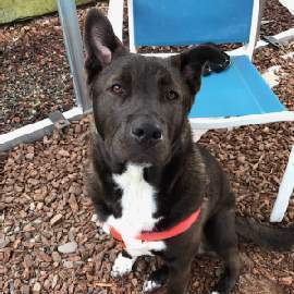 Trac, an adoptable Cattle Dog, Pit Bull Terrier in Sequim, WA, 98382 | Photo Image 3