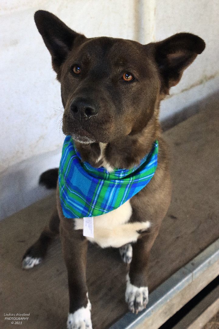 Trac, an adoptable Cattle Dog, Pit Bull Terrier in Sequim, WA, 98382 | Photo Image 4