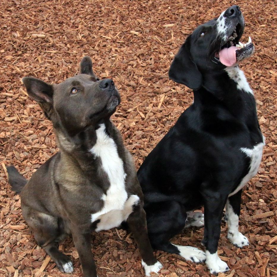 Trac, an adoptable Cattle Dog, Pit Bull Terrier in Sequim, WA, 98382 | Photo Image 5