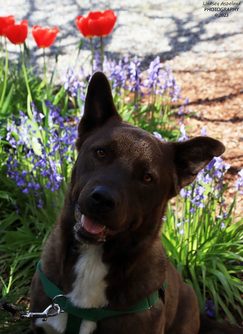 Trac, an adoptable Cattle Dog, Pit Bull Terrier in Sequim, WA, 98382 | Photo Image 6