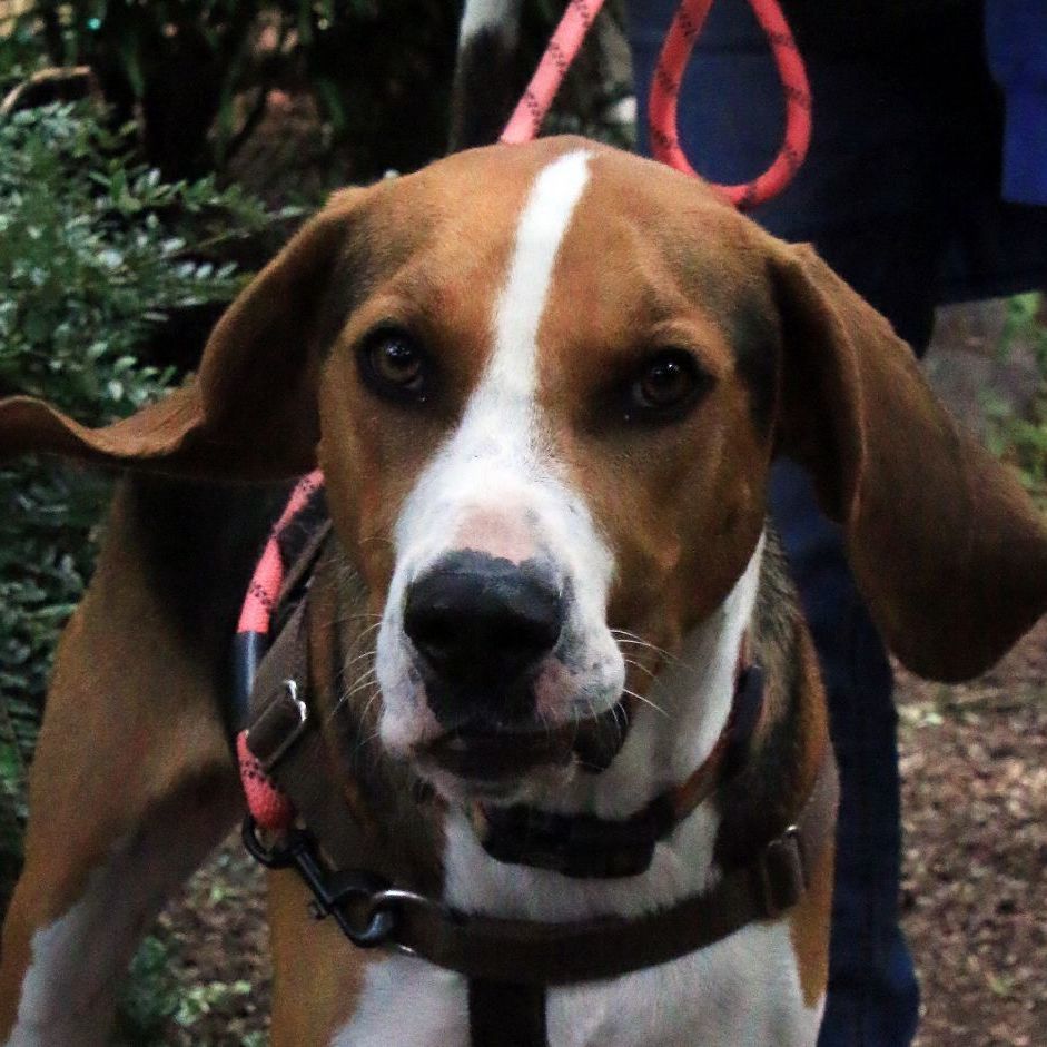 Henry, an adoptable Treeing Walker Coonhound in Sequim, WA, 98382 | Photo Image 2