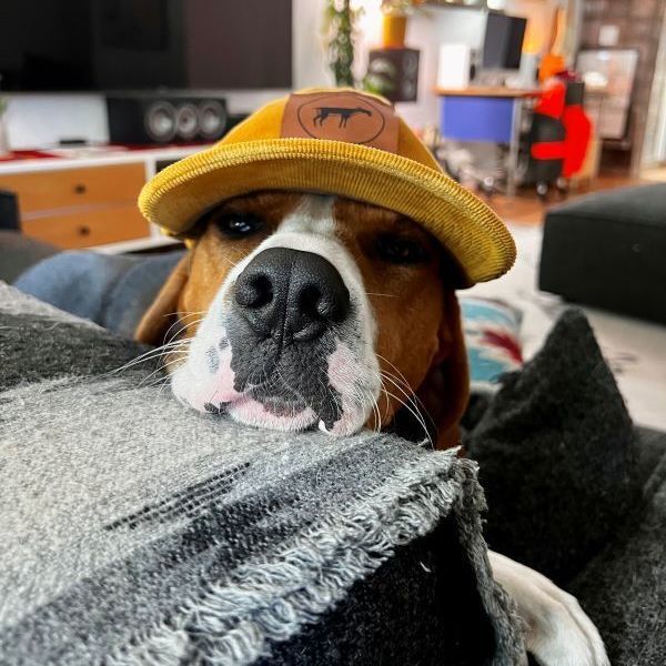 Henry, an adoptable Treeing Walker Coonhound in Sequim, WA, 98382 | Photo Image 1