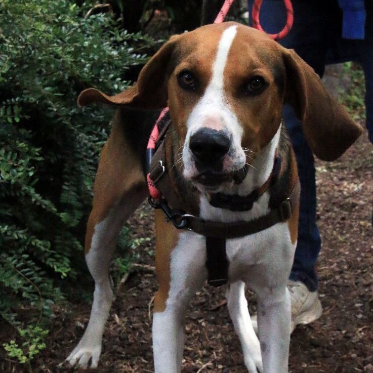 Henry, an adoptable Treeing Walker Coonhound in Sequim, WA, 98382 | Photo Image 3