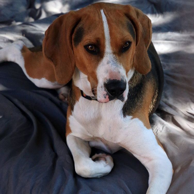 Henry, an adoptable Treeing Walker Coonhound in Sequim, WA, 98382 | Photo Image 4