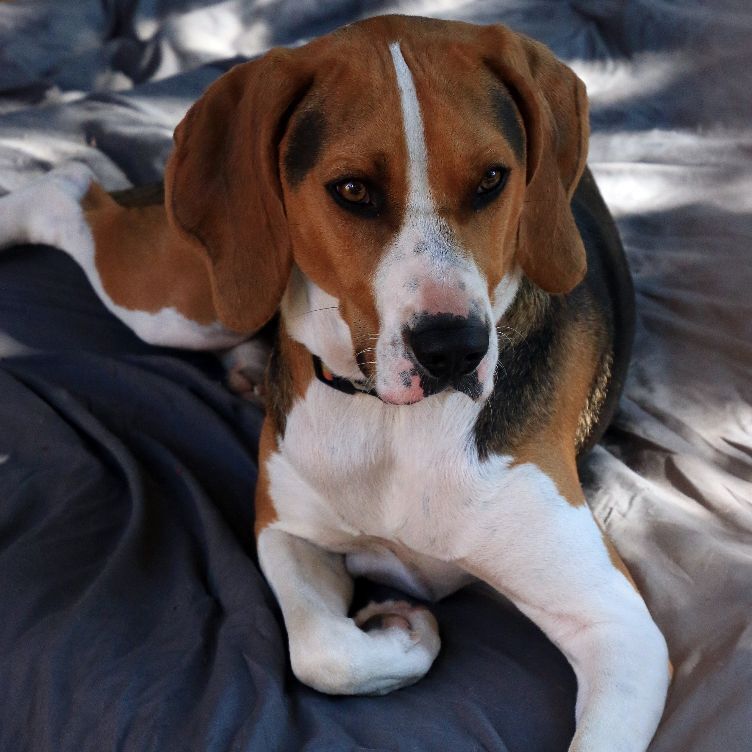 Henry, an adoptable Treeing Walker Coonhound in Sequim, WA, 98382 | Photo Image 5