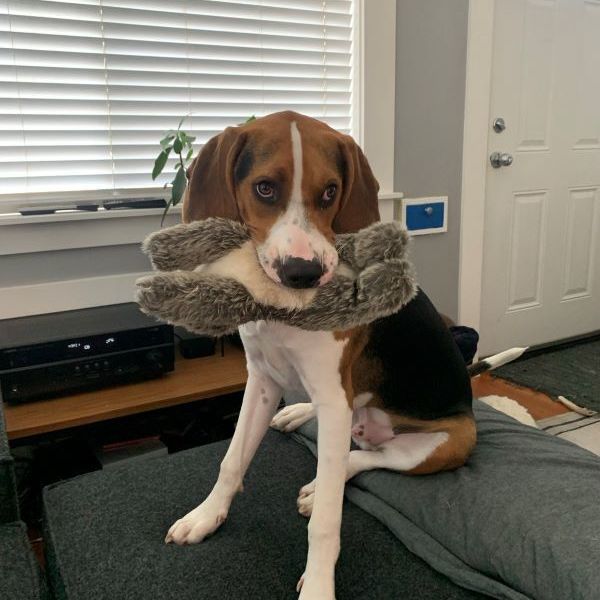 Henry, an adoptable Treeing Walker Coonhound in Sequim, WA, 98382 | Photo Image 6