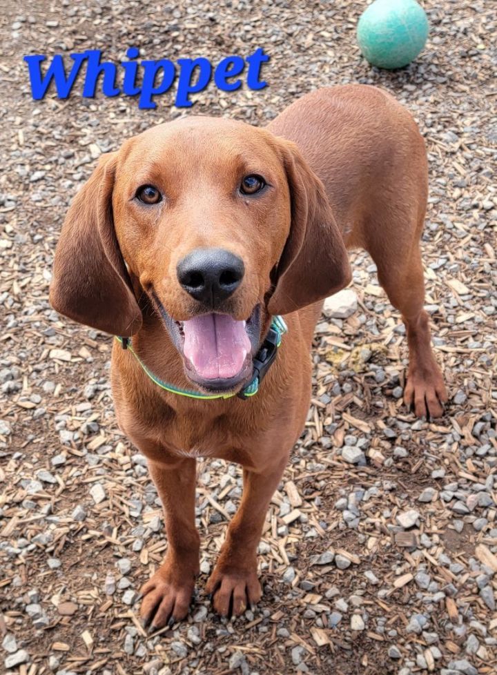 Whippet, an adoptable Redbone Coonhound in Madras, OR_image-2