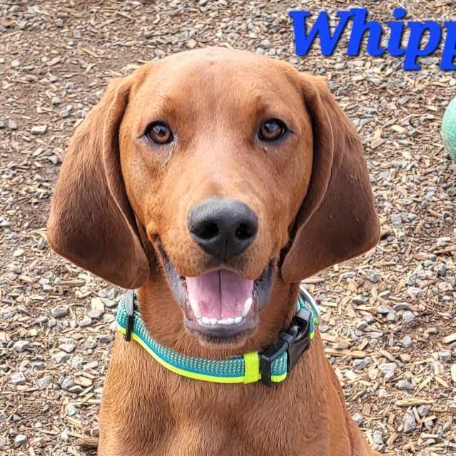 Whippet, an adoptable Redbone Coonhound in Madras, OR_image-1
