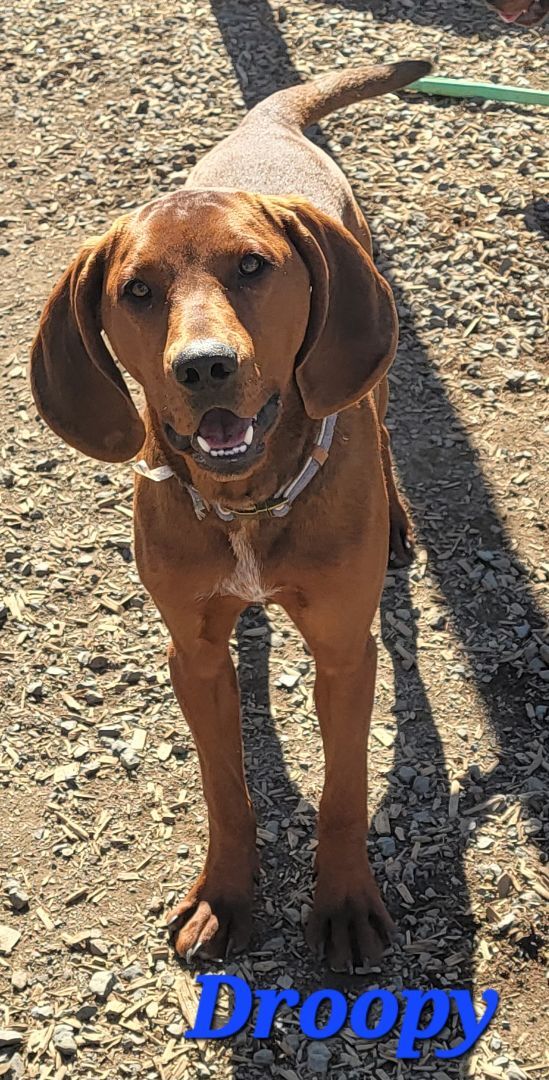 Droopy, an adoptable Redbone Coonhound in Madras, OR_image-1