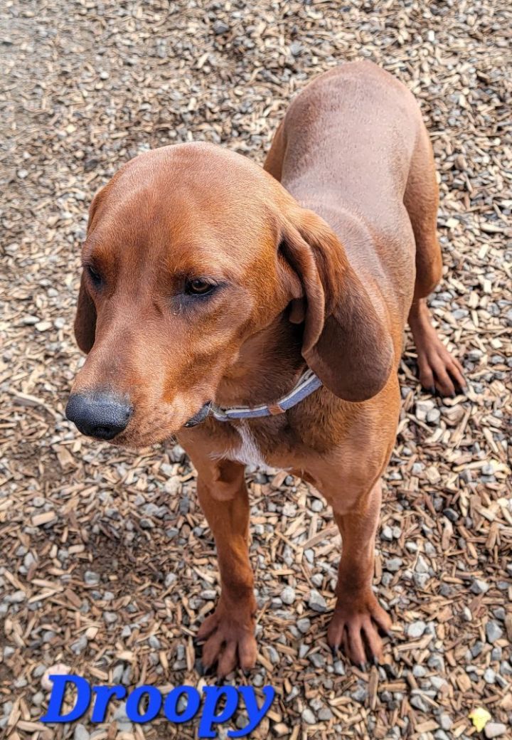 Droopy 3