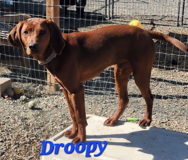 Droopy, an adoptable Redbone Coonhound in Madras, OR_image-4