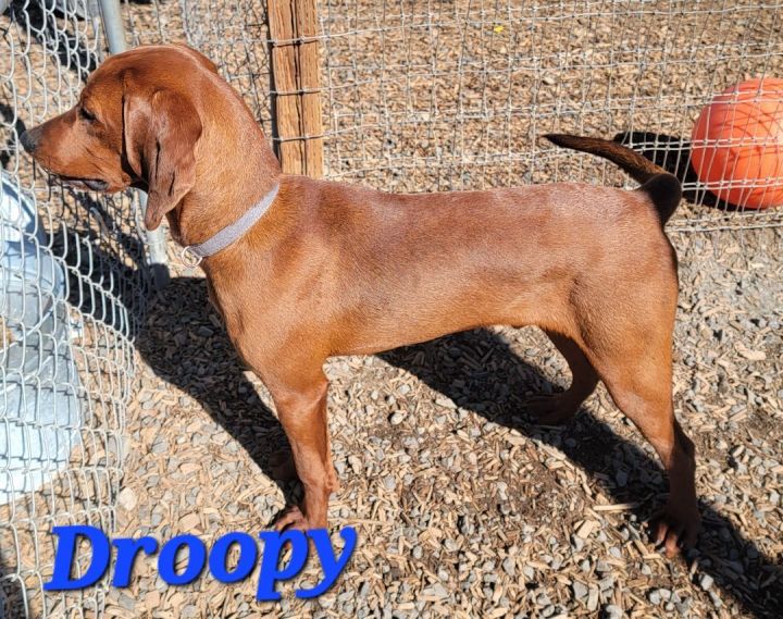 Droopy, an adoptable Redbone Coonhound in Madras, OR_image-5