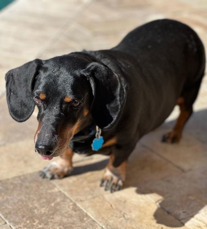 Amos, an adoptable Dachshund in Pearland, TX, 77584 | Photo Image 1