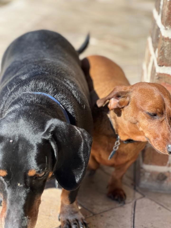 Amos, an adoptable Dachshund in Pearland, TX, 77584 | Photo Image 3