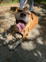 Spike, an adoptable Pit Bull Terrier in Elkins, WV, 26241 | Photo Image 1