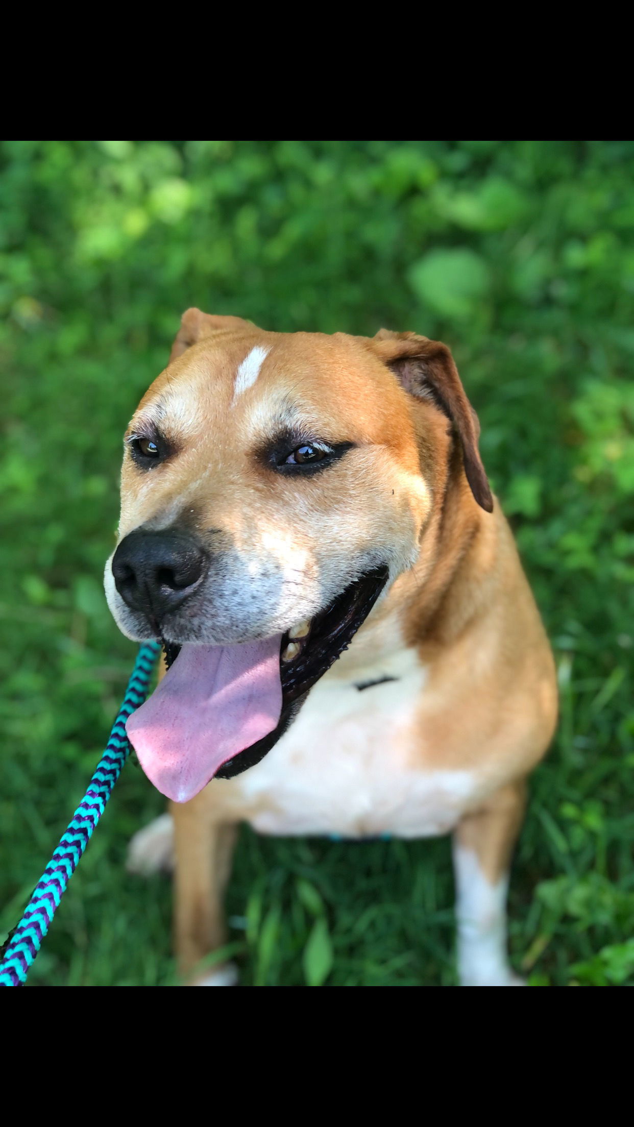 Spike, an adoptable Pit Bull Terrier in Elkins, WV, 26241 | Photo Image 1