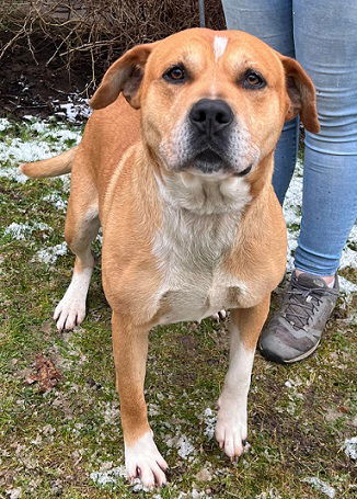 Spike, an adoptable Pit Bull Terrier in Elkins, WV, 26241 | Photo Image 2