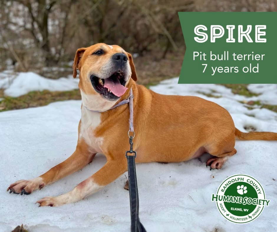 Spike, an adoptable Pit Bull Terrier in Elkins, WV, 26241 | Photo Image 3