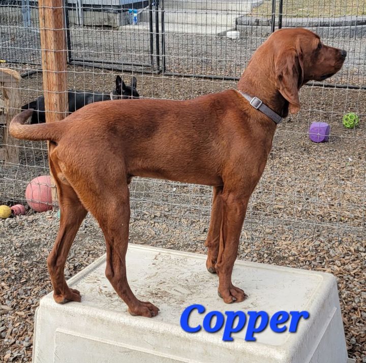 Copper 2