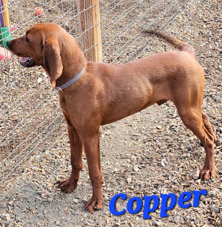 Copper, an adoptable Redbone Coonhound in Madras, OR_image-3