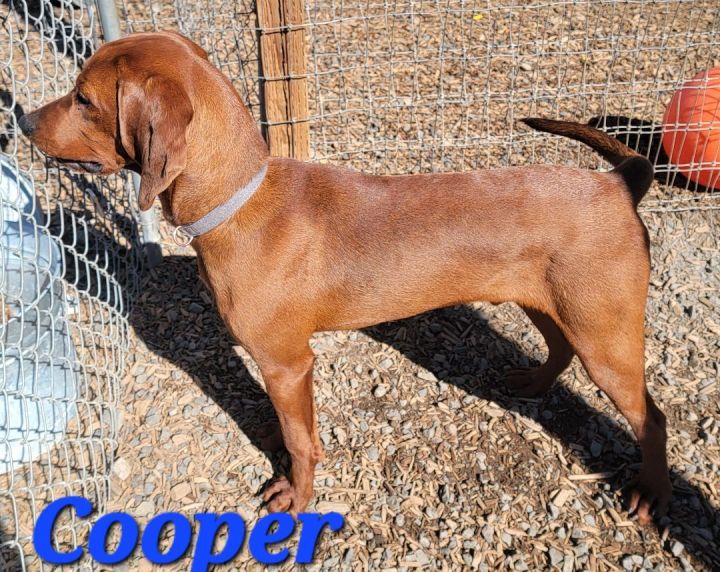 Copper, an adoptable Redbone Coonhound in Madras, OR_image-1