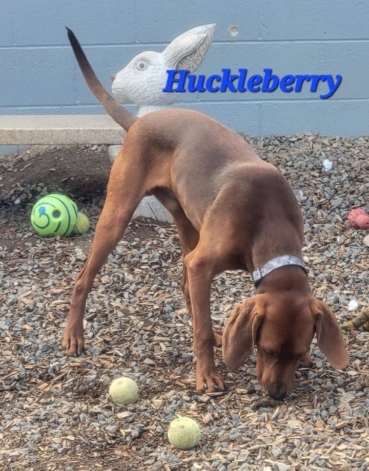 Huckleberry 2