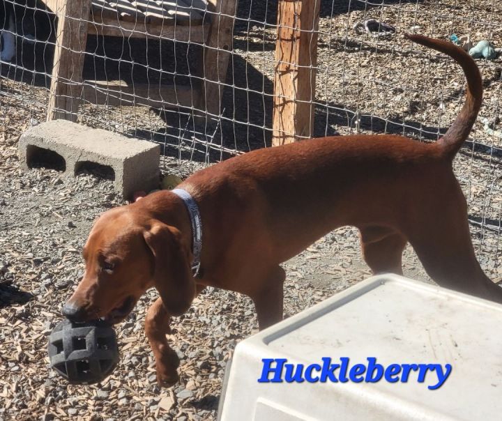 Huckleberry 3