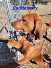Huckleberry